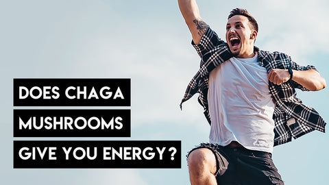 Does Chaga Mushrooms Give You Energy?
