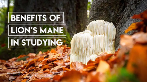 benefits of lion's mane in studying