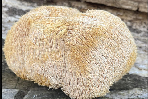 From Fizzy Thought to Sharp Focus: How the Lion's Mane Mushroom Boosts Your Brainpower